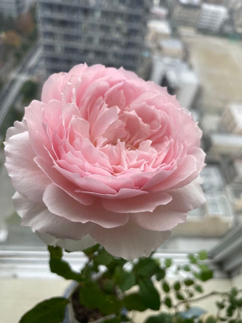 セール❣️激レア！ラスト！超強健強香！いつも心を揺さぶられる美しい和バラ苗