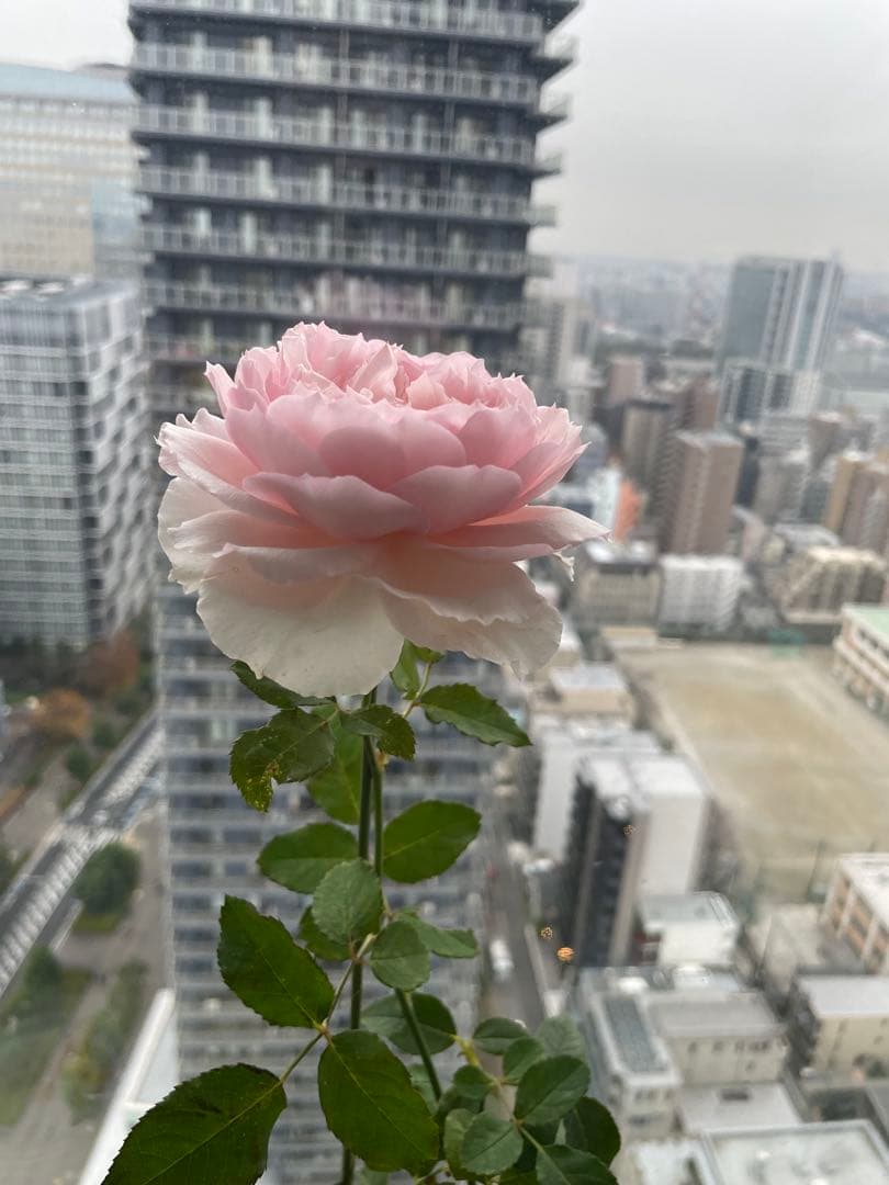 セール❣️激レア！ラスト！超強健強香！いつも心を揺さぶられる美しい和バラ苗