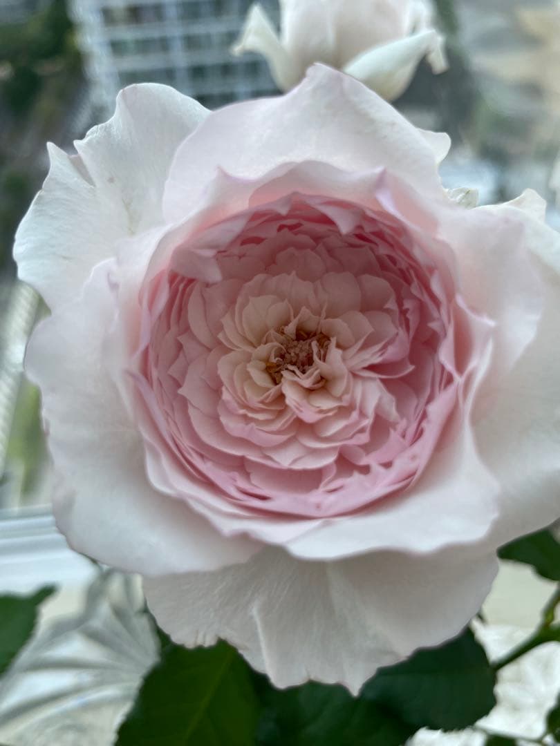 セール❣️激レア！ラスト！超強健強香！いつも心を揺さぶられる美しい和バラ苗