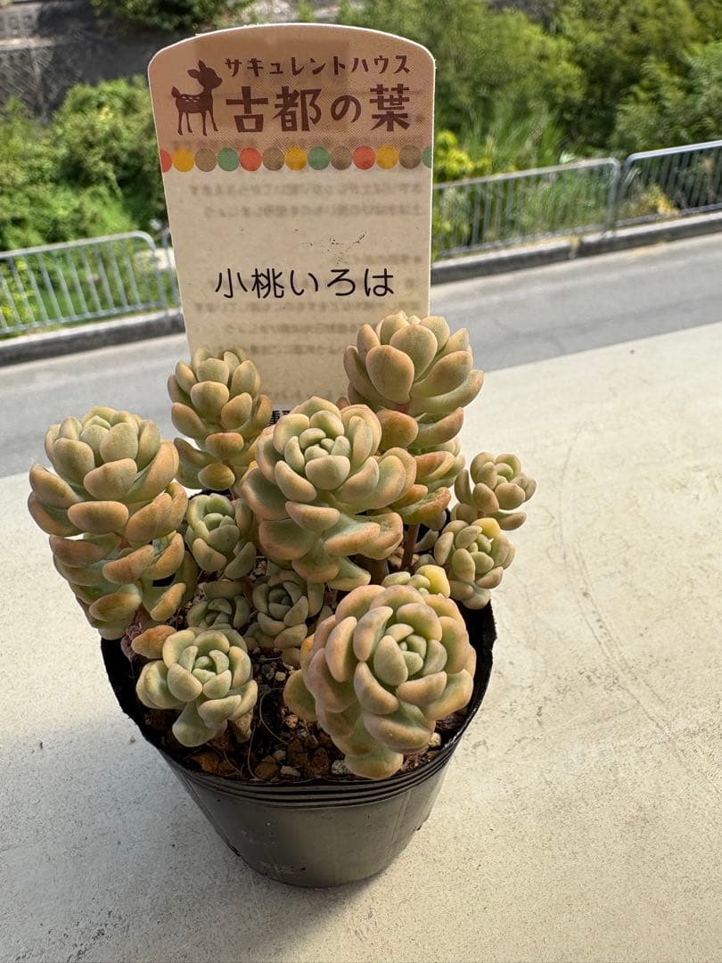 値下げ！！古都の葉小桃いろは 札つき！！