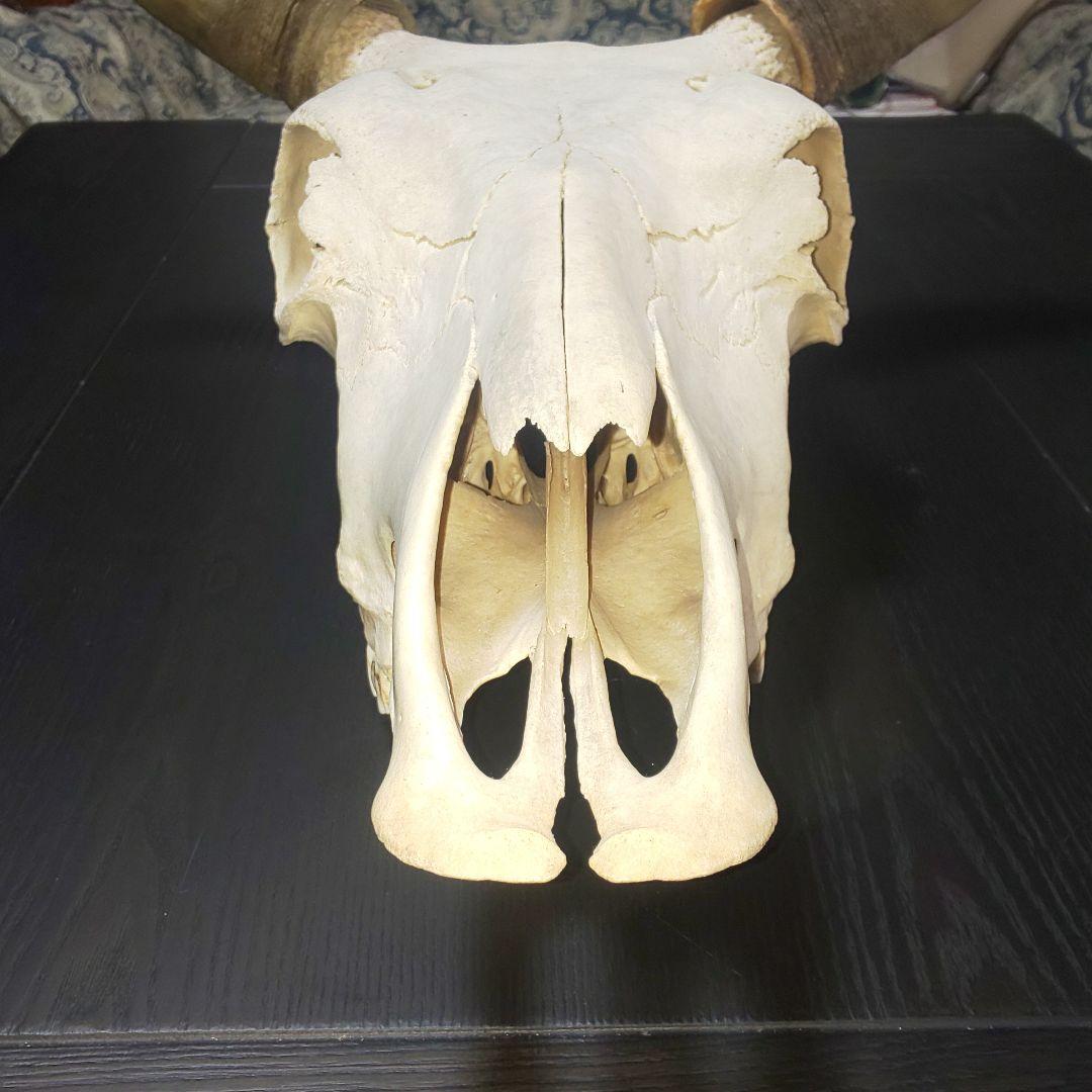 牛頭蓋骨本物美術教材オブジェ魔法使いの嫁