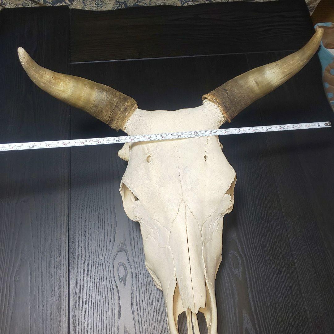 牛頭蓋骨本物美術教材オブジェ魔法使いの嫁