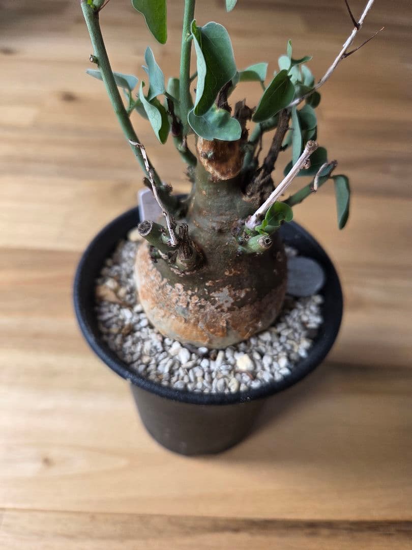 アデニアスピノーサ