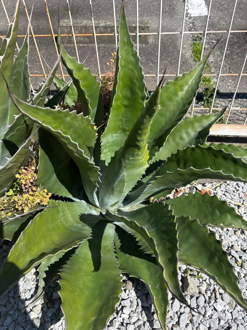 アガベ　ローガンカルフォーン②