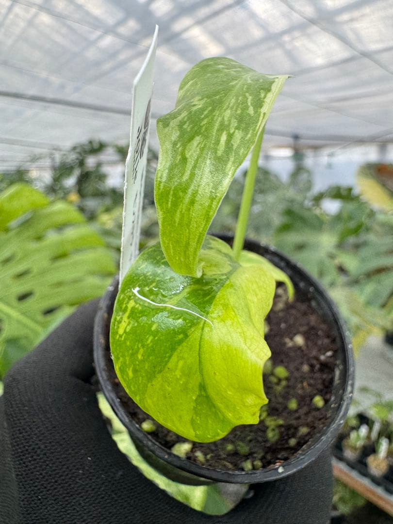 2 モンステラ　エレクトロライト　組織培養苗　順化済