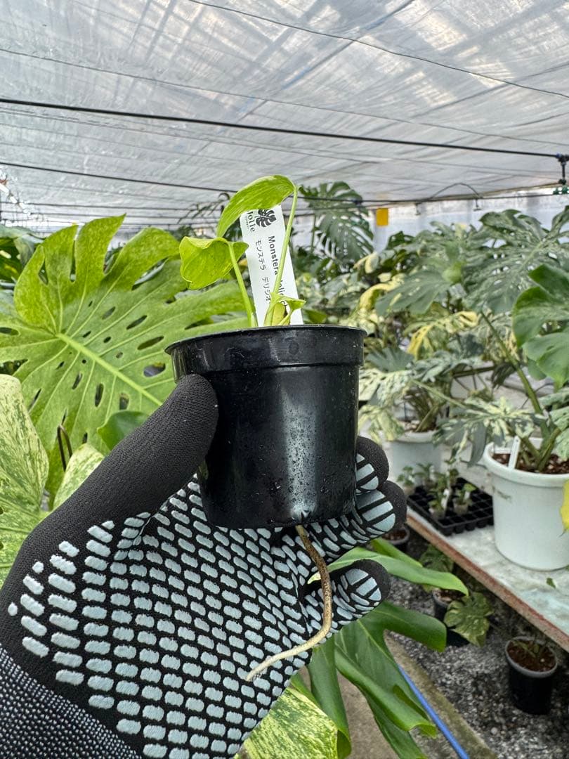 2 モンステラ　エレクトロライト　組織培養苗　順化済