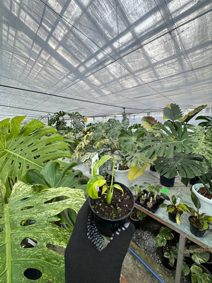 2 モンステラ　エレクトロライト　組織培養苗　順化済