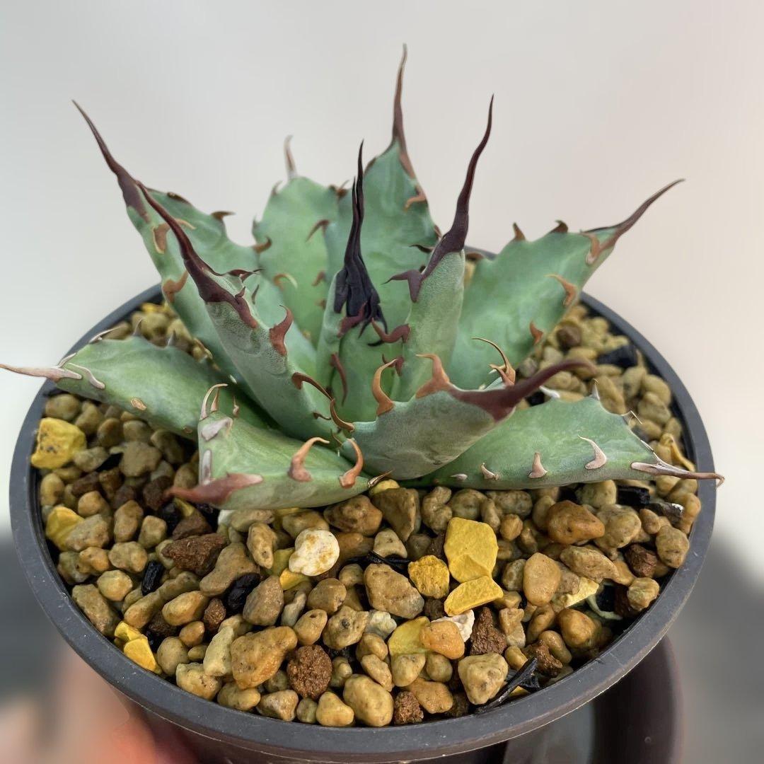 アガベ　ハイブリッド　妖炎×姫厳龍　seeding 子株多数付き　選抜株　台湾産