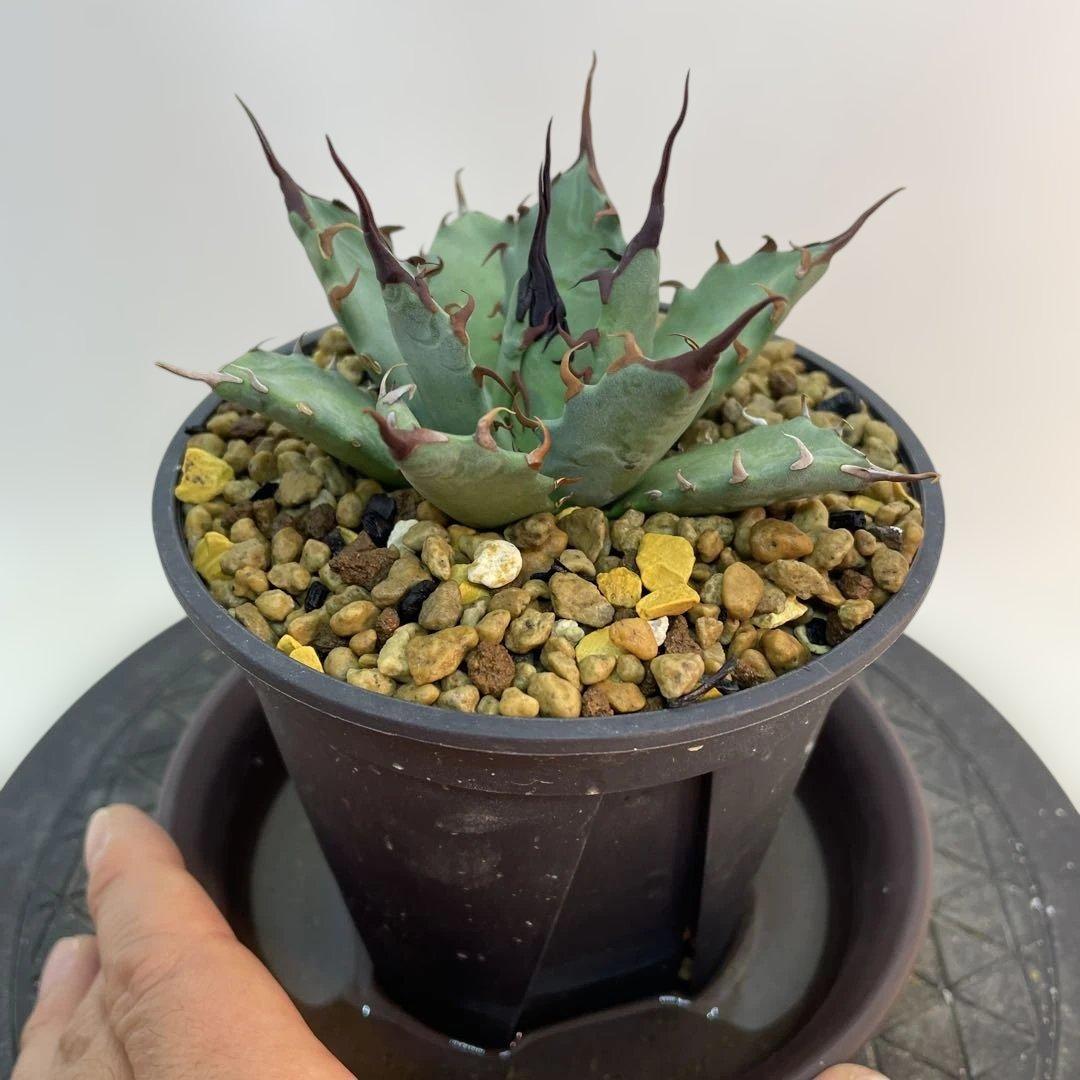 アガベ　ハイブリッド　妖炎×姫厳龍　seeding 子株多数付き　選抜株　台湾産