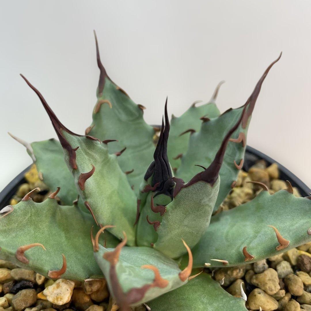 アガベ　ハイブリッド　妖炎×姫厳龍　seeding 子株多数付き　選抜株　台湾産