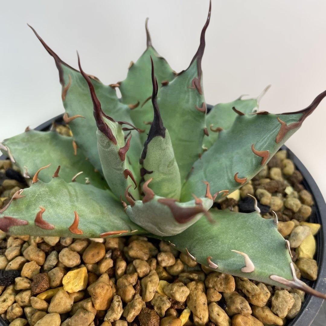 アガベ　ハイブリッド　妖炎×姫厳龍　seeding 子株多数付き　選抜株　台湾産