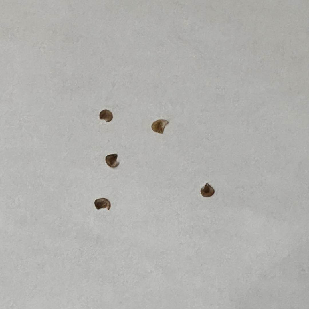 残2エンコリリウム アガボイデス 種子3粒　encholirium dyckia