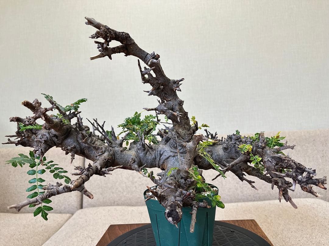 ボスウェリア ネグレクタ ブラックスキン 大株 低重心