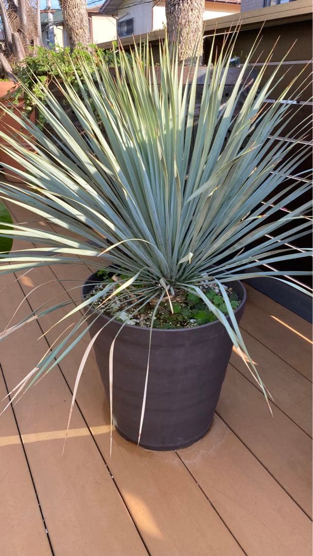 ユッカロストラータブルーサンダー