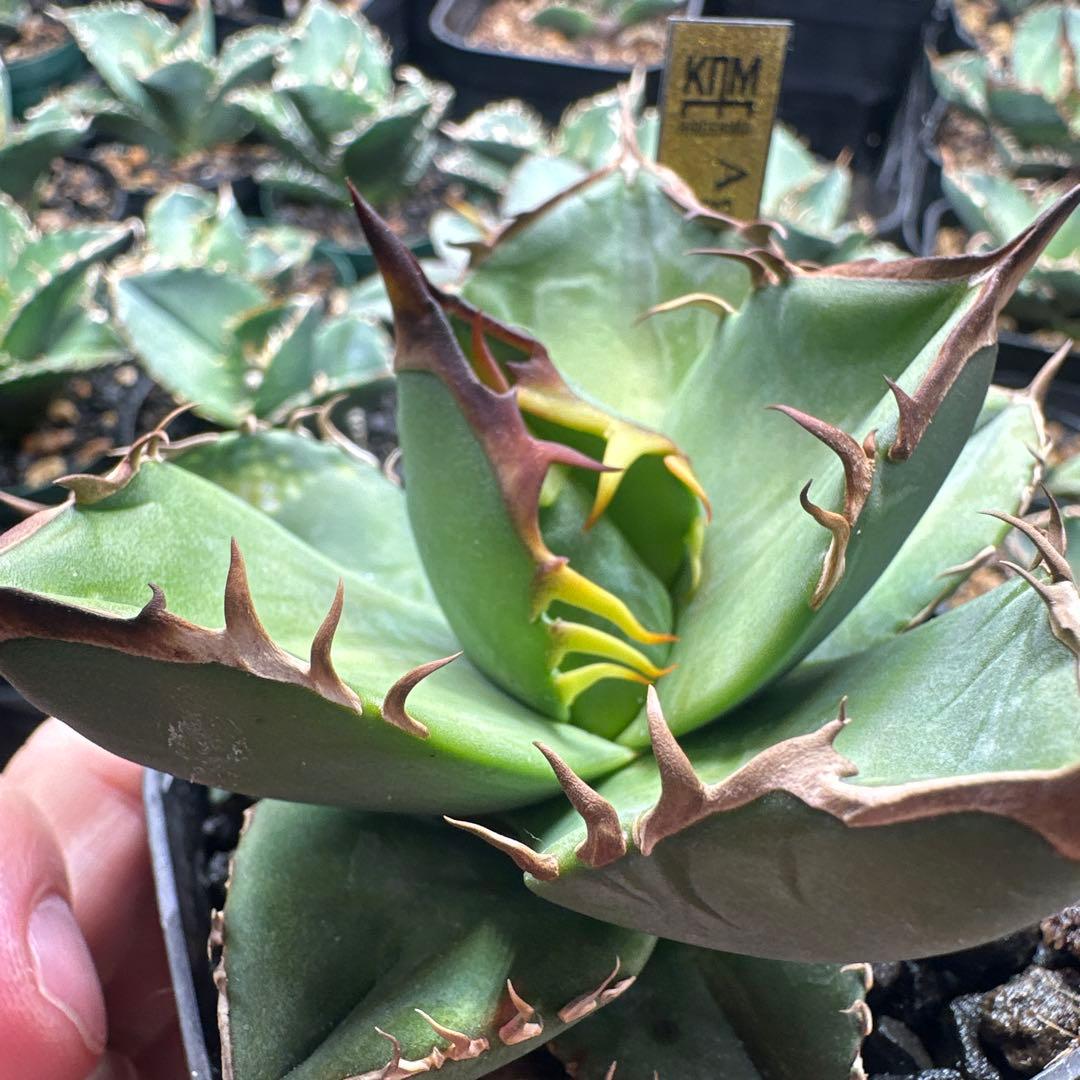 写真更新！　アガベ　オテロイ実生