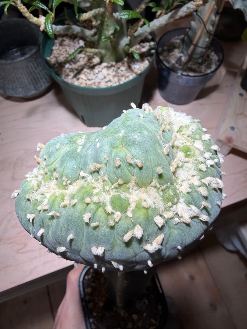 綴化　ロフォフォラ　台付