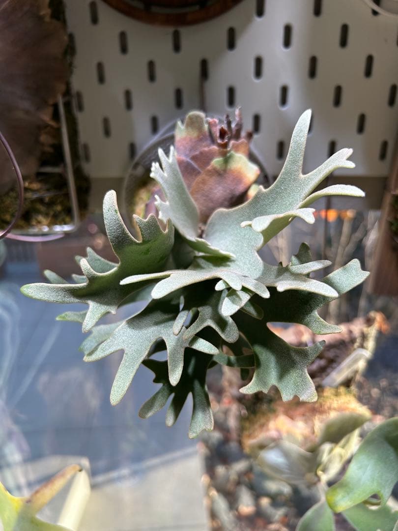 P.willinckii Nano spore ビカクシダ