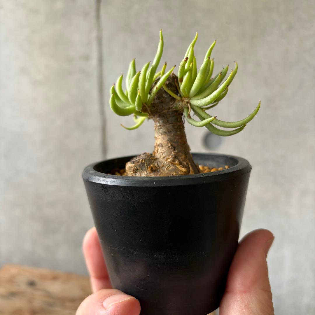 チレコドン ペアルソニー