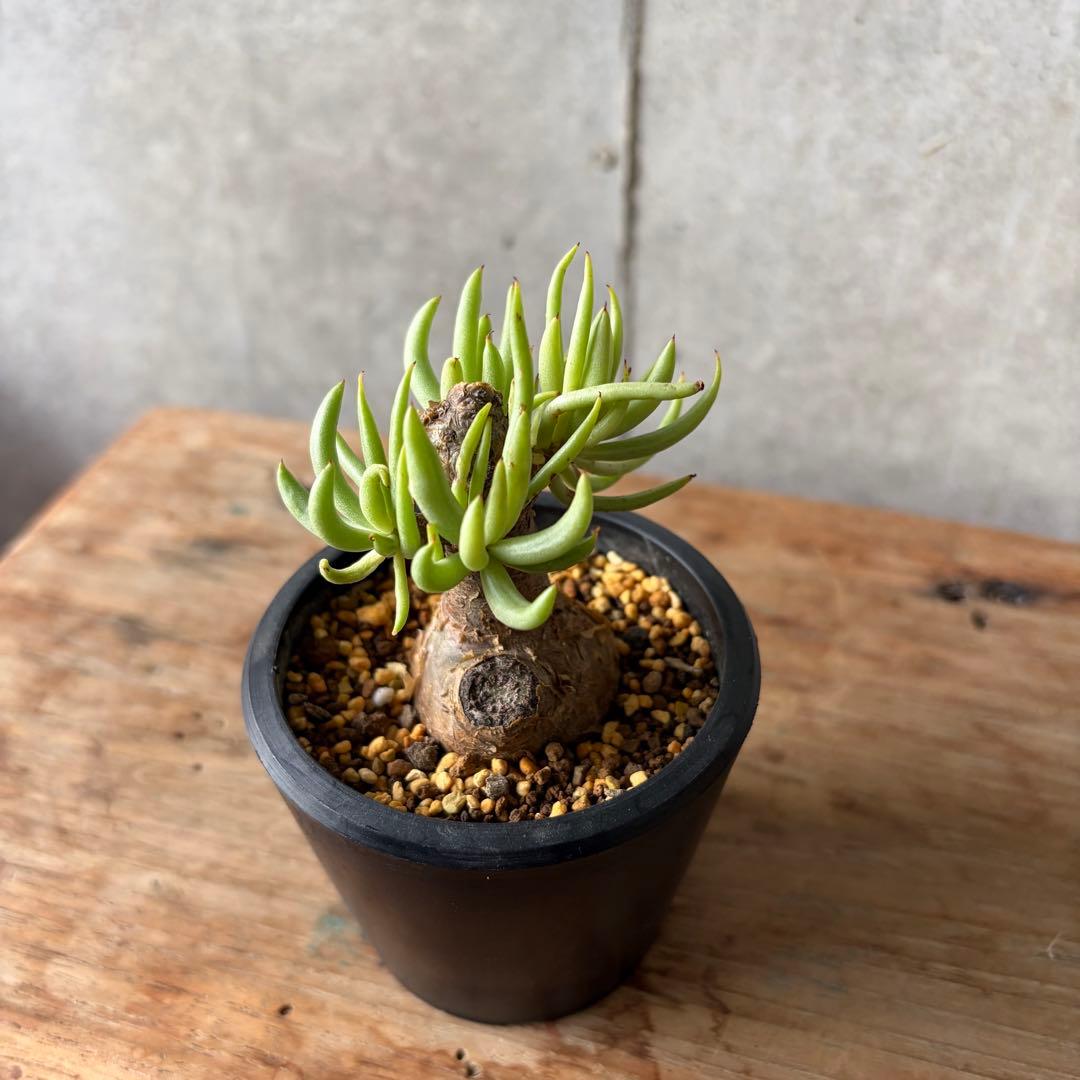 チレコドン ペアルソニー