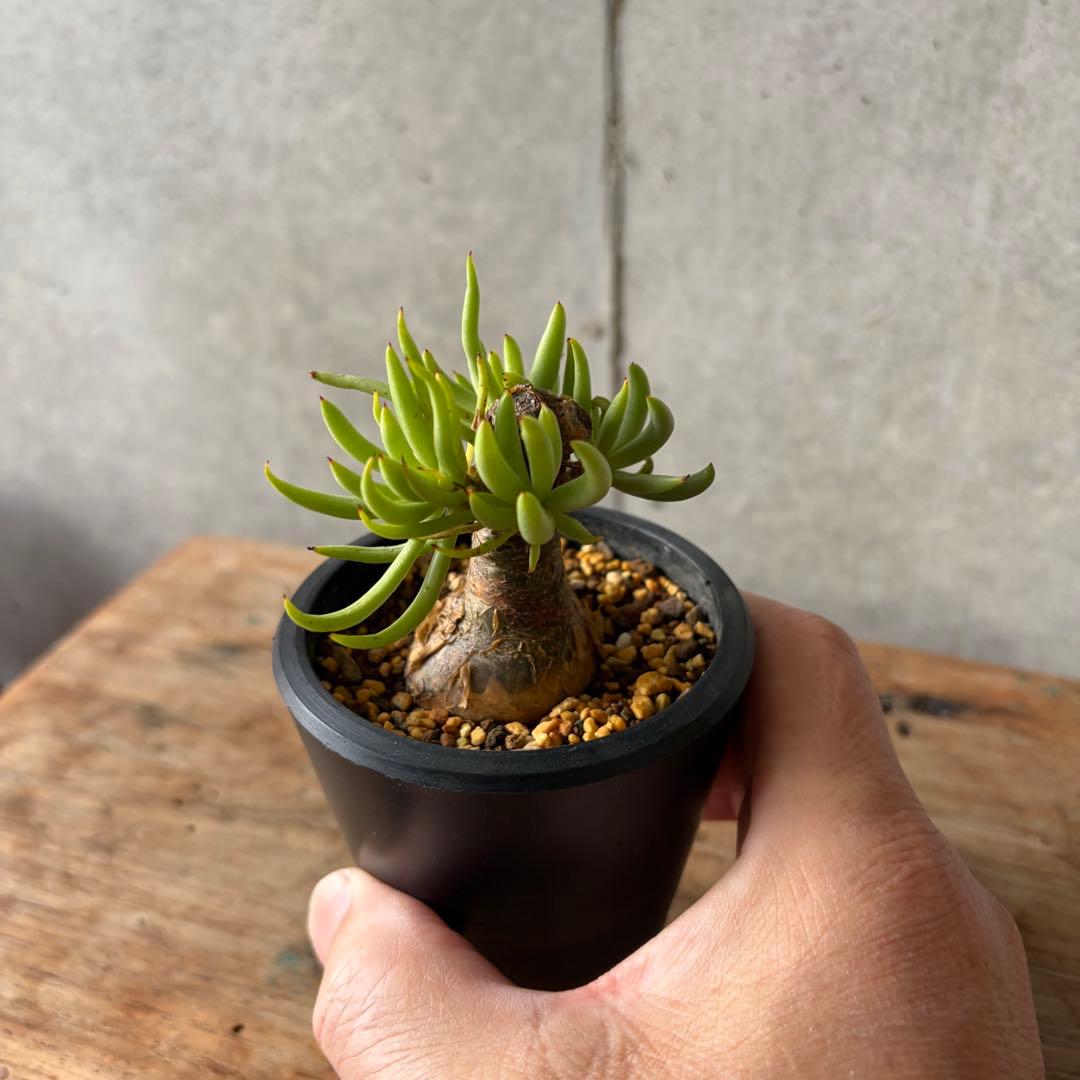 チレコドン ペアルソニー