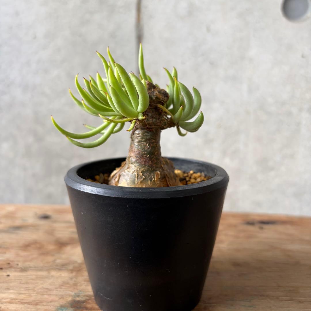 チレコドン ペアルソニー