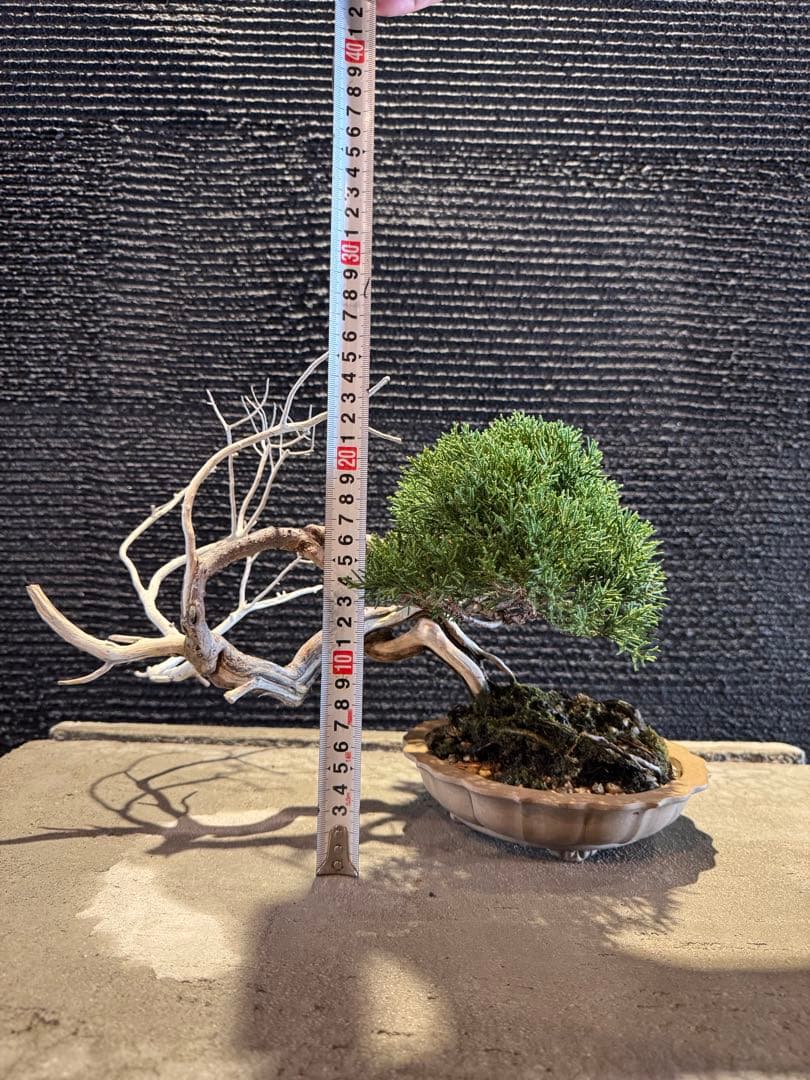 真柏 盆栽 高さ約26cm