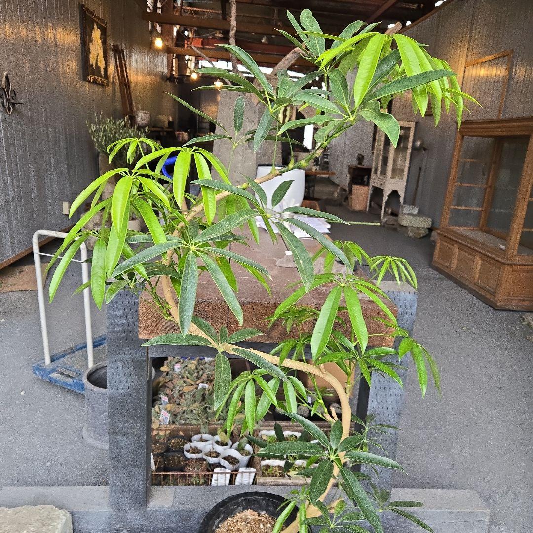 ⑥　シェフレラ　アンガスフォリア　8号曲がり仕立て特大苗木最高等級極上品‼️