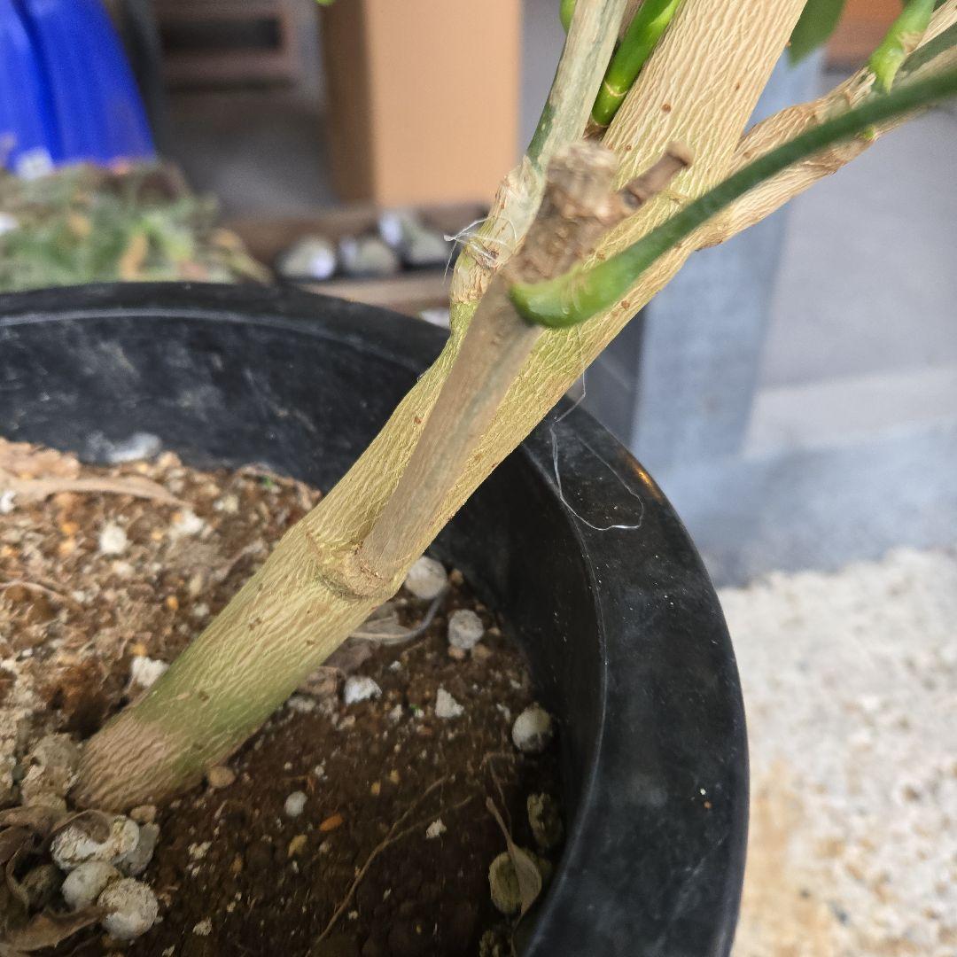 ⑥　シェフレラ　アンガスフォリア　8号曲がり仕立て特大苗木最高等級極上品‼️