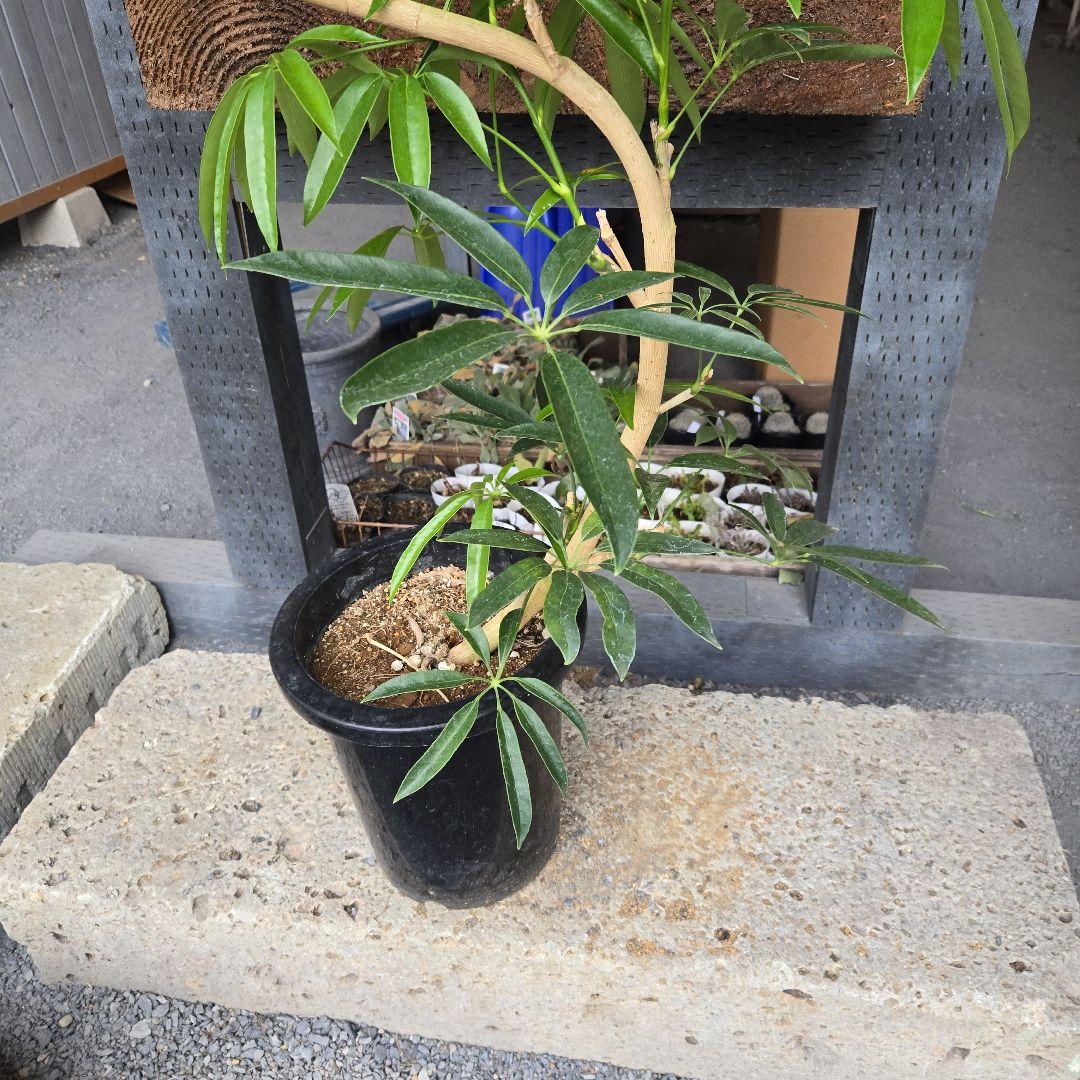 ⑥　シェフレラ　アンガスフォリア　8号曲がり仕立て特大苗木最高等級極上品‼️