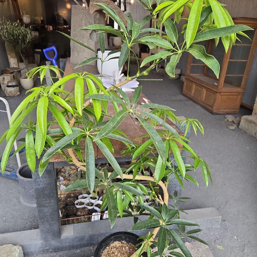 ⑥　シェフレラ　アンガスフォリア　8号曲がり仕立て特大苗木最高等級極上品‼️