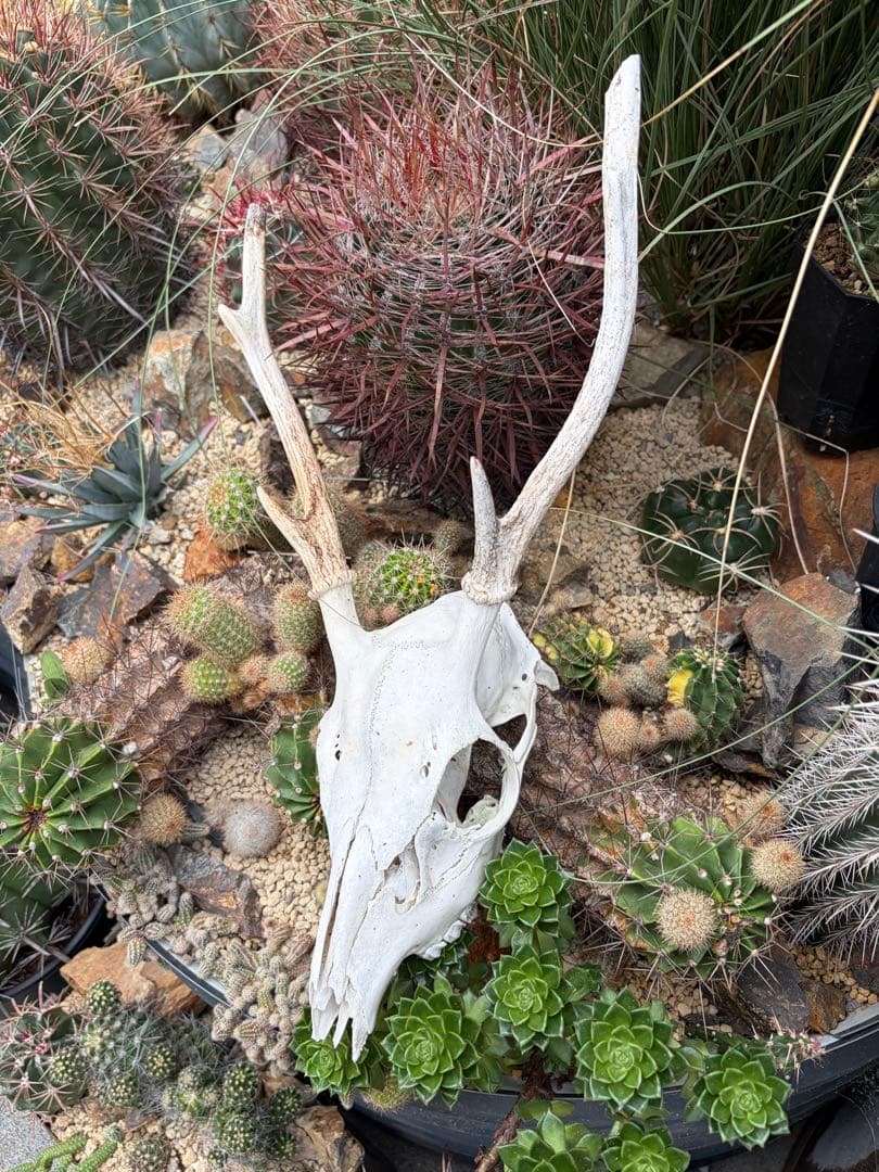 鹿スカル　骨　飾りドライガーデン多肉サボテン島アガベ ユッカ　ヤシ　インテリア