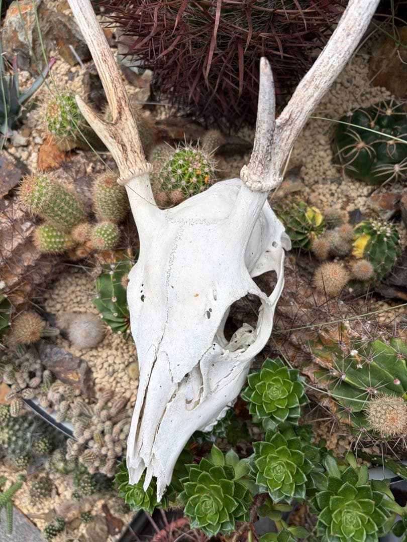 鹿スカル　骨　飾りドライガーデン多肉サボテン島アガベ ユッカ　ヤシ　インテリア