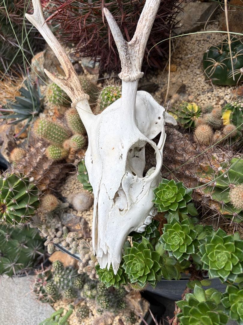 鹿スカル　骨　飾りドライガーデン多肉サボテン島アガベ ユッカ　ヤシ　インテリア