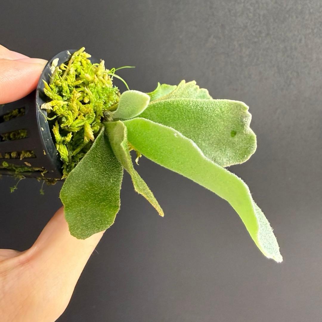 ①bilibili thunder sporeling ビリビリサンダー