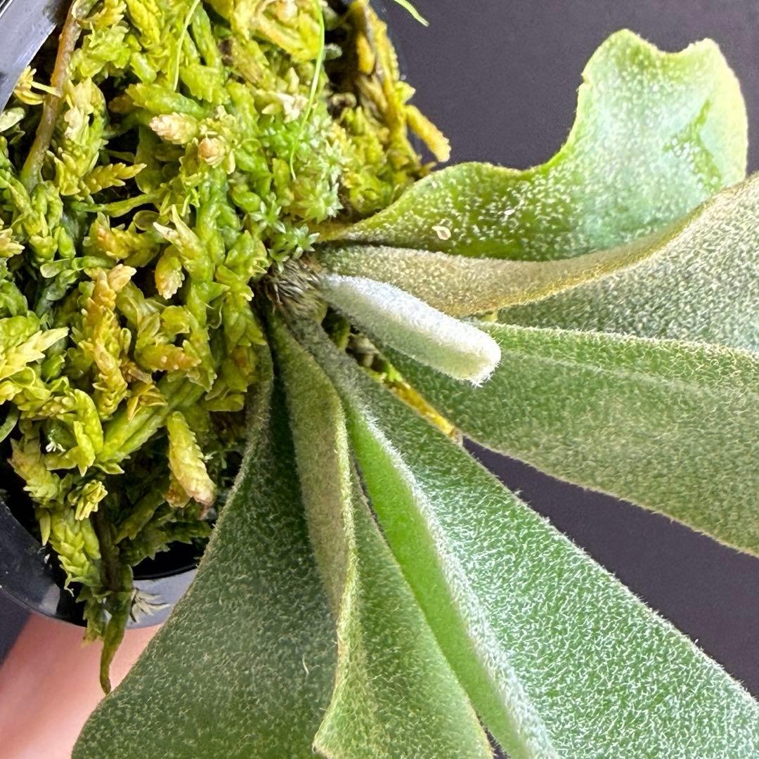 ①bilibili thunder sporeling ビリビリサンダー