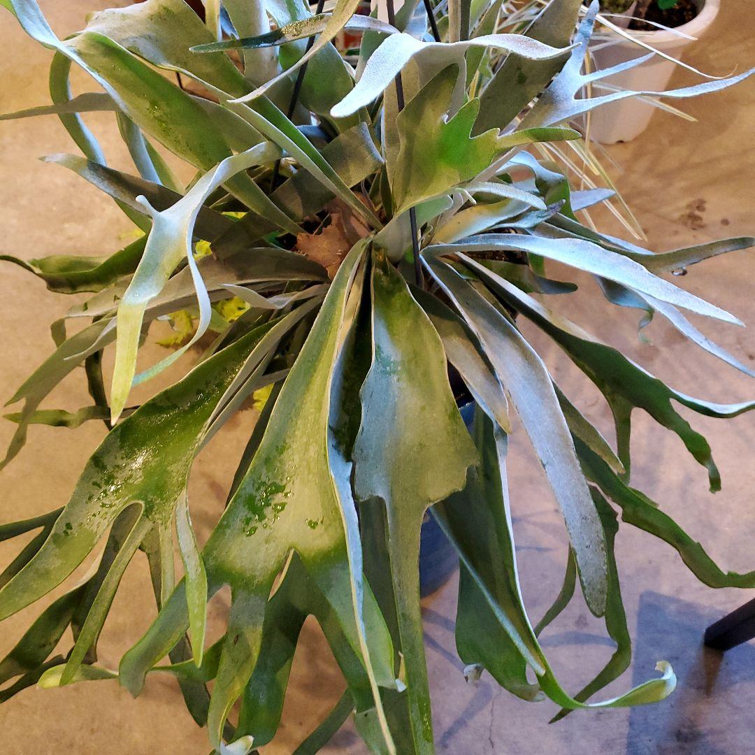 コウモリラン※ビカクシダ(吊るし)