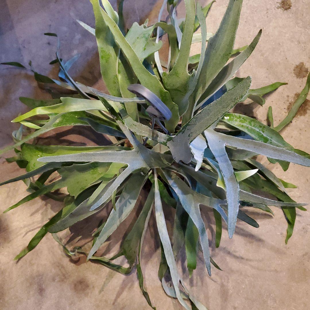 コウモリラン※ビカクシダ(吊るし)