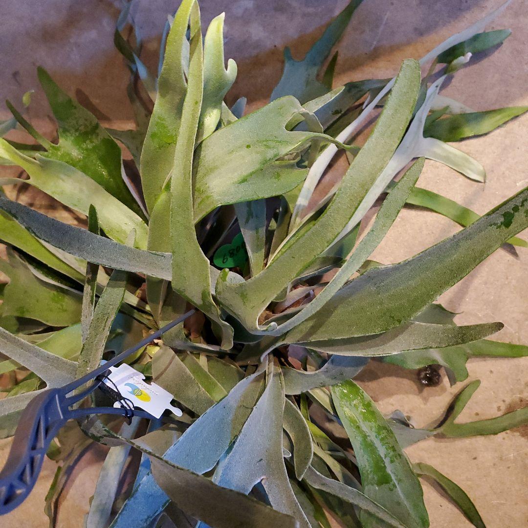 コウモリラン※ビカクシダ(吊るし)