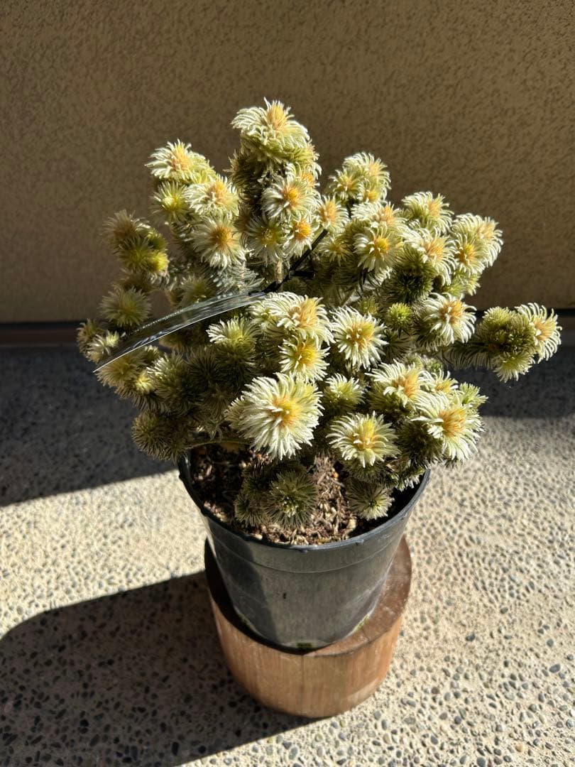 フィリカプベッセンスワフトフェザー7号特A①