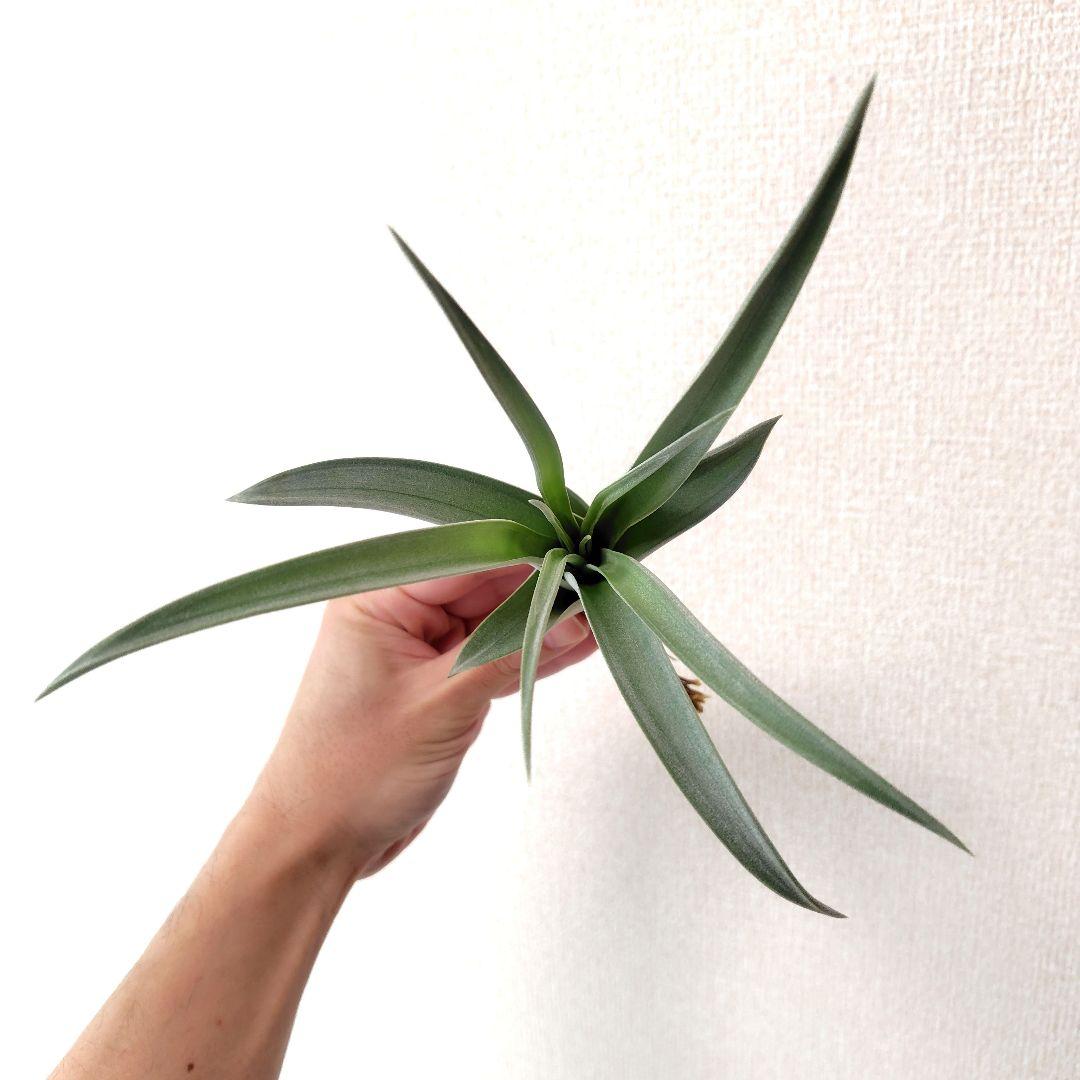 チランジア パドレ