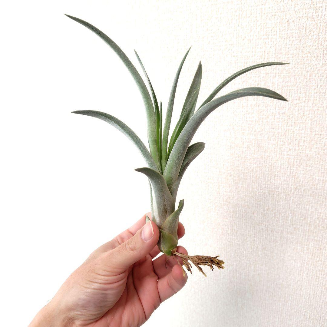 チランジア パドレ