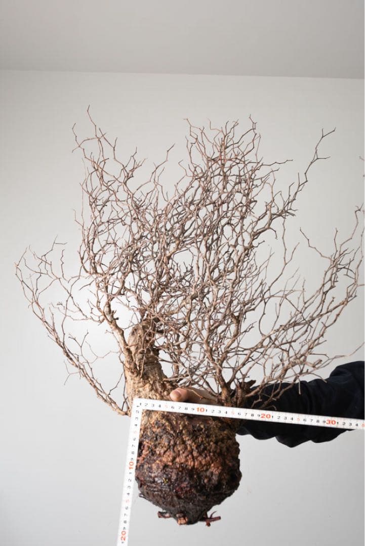 BP91　 オペルクリカリア パキプス コーデックス ベアルート株