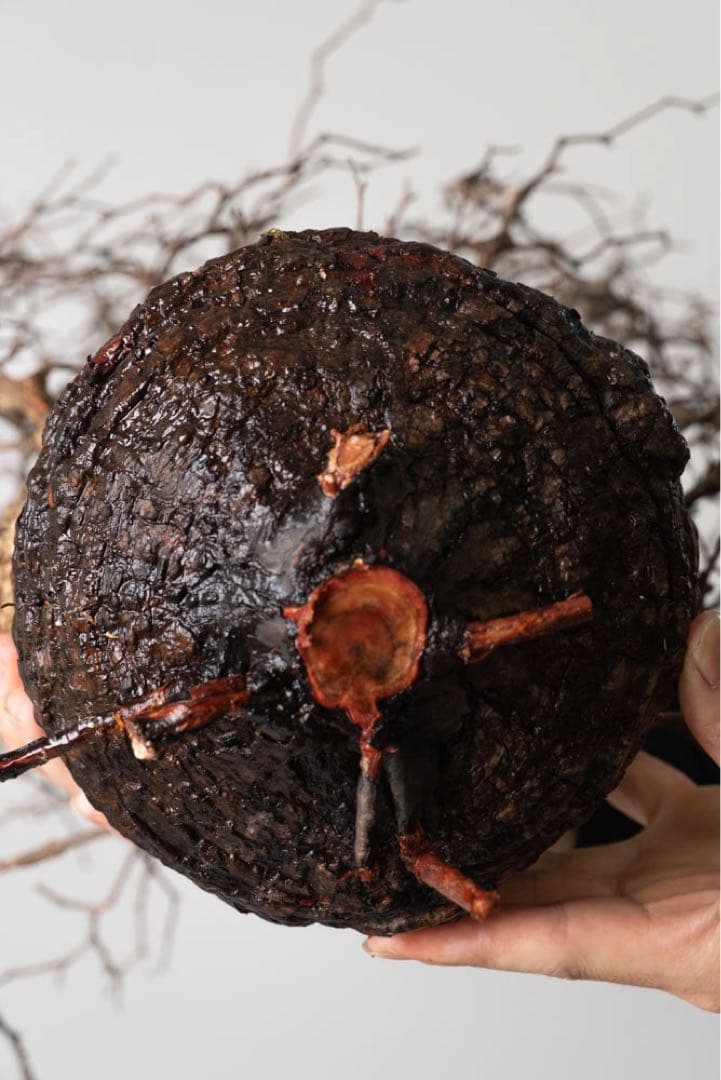 BP91　 オペルクリカリア パキプス コーデックス ベアルート株