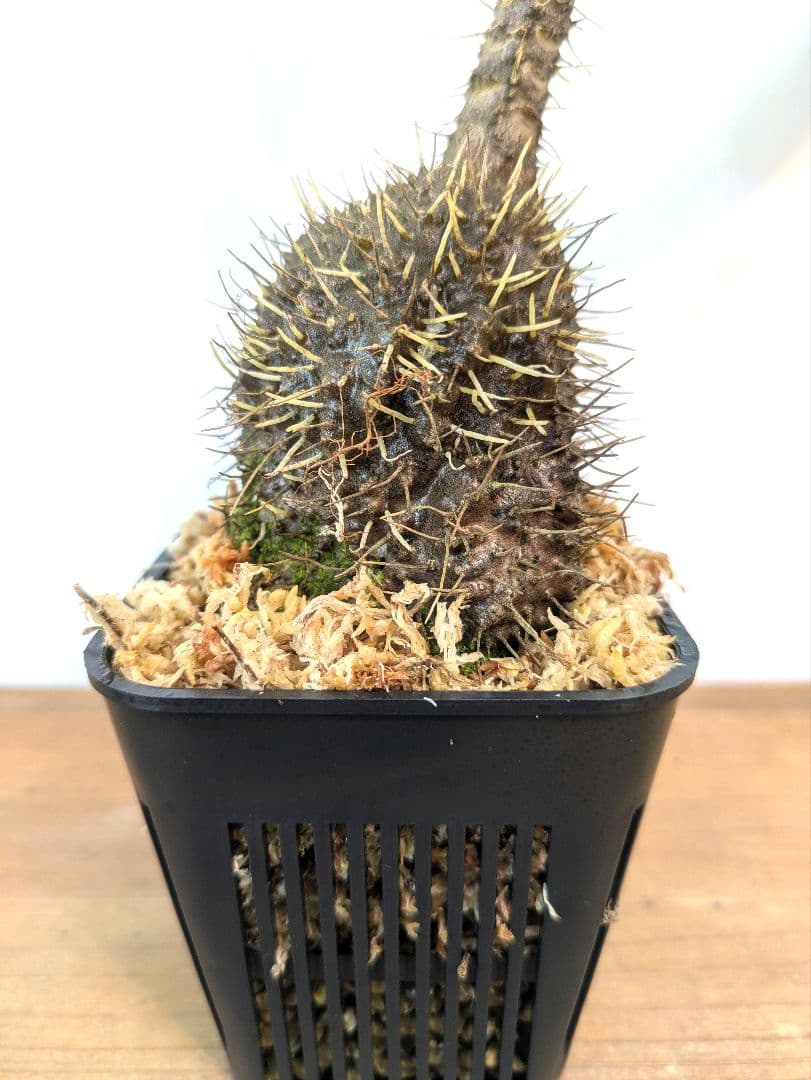 ミルメコディア プラティティレア オレンジ ペティオールズ アリ植物