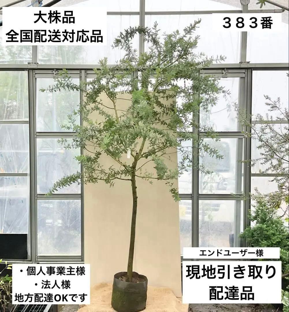 ミモザアカシア　特大品　現地引き取りor 配達品