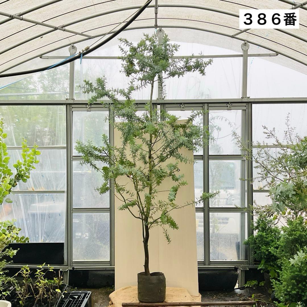 ミモザアカシア　特大品　現地引き取りor 配達品