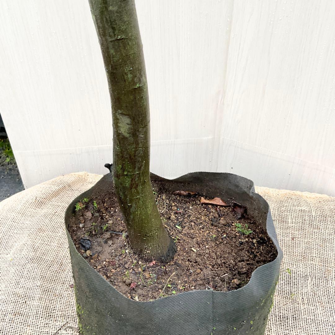 ミモザアカシア　特大品　現地引き取りor 配達品