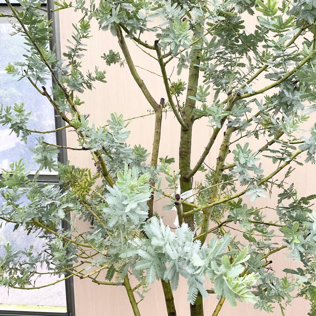 ミモザアカシア　特大品　現地引き取りor 配達品