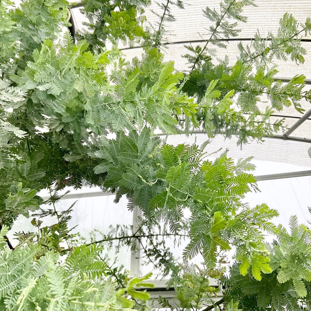 ミモザアカシア　特大品　現地引き取りor 配達品