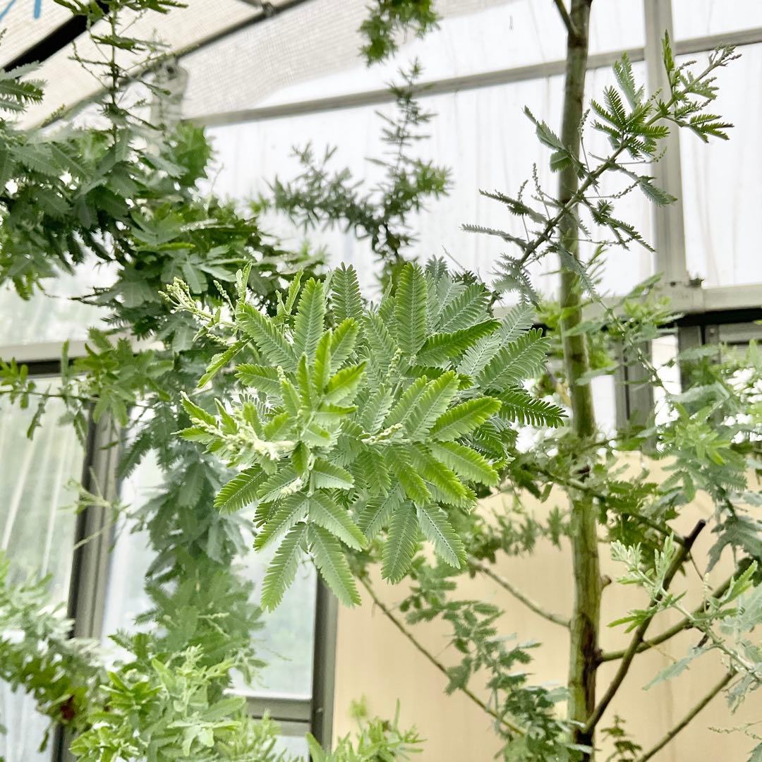 ミモザアカシア　特大品　現地引き取りor 配達品